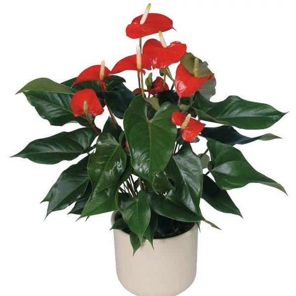 Flamingóvirág ANTHURIUM ANDRAEANUM WHITE CS14