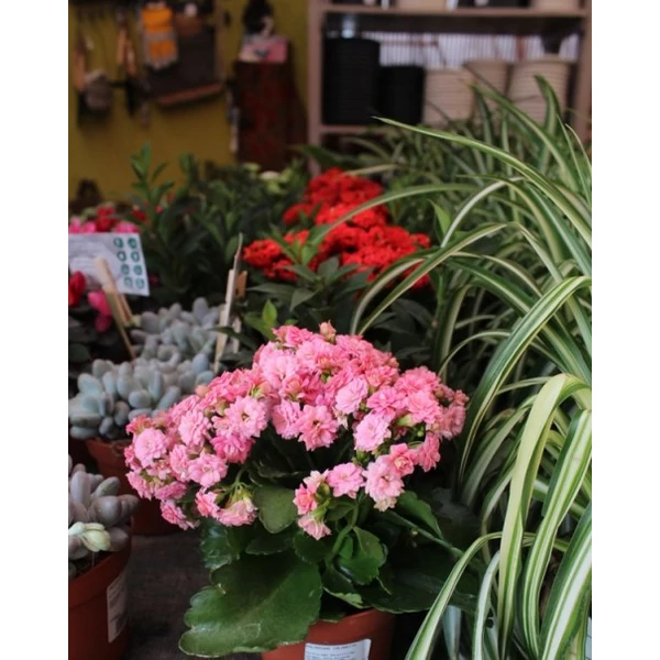 Teltvirágú korallvirág KALANCHOE CALANDIVA SUNNY WHITE CS14