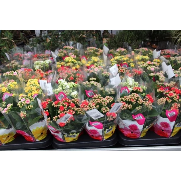 Korallvirág KALANCHOE CS10,5    