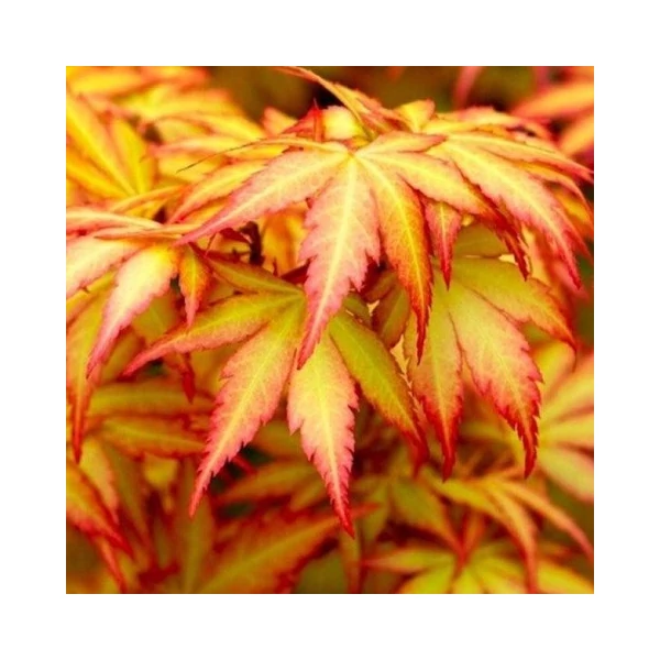 Japán juhar ACER PALMATUM ORANGE DREAM 50/60 K3