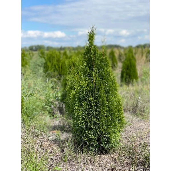 Smaragd tuja THUJA OCCIDENTALIS SMARAGD 60/80 NYÍRT*