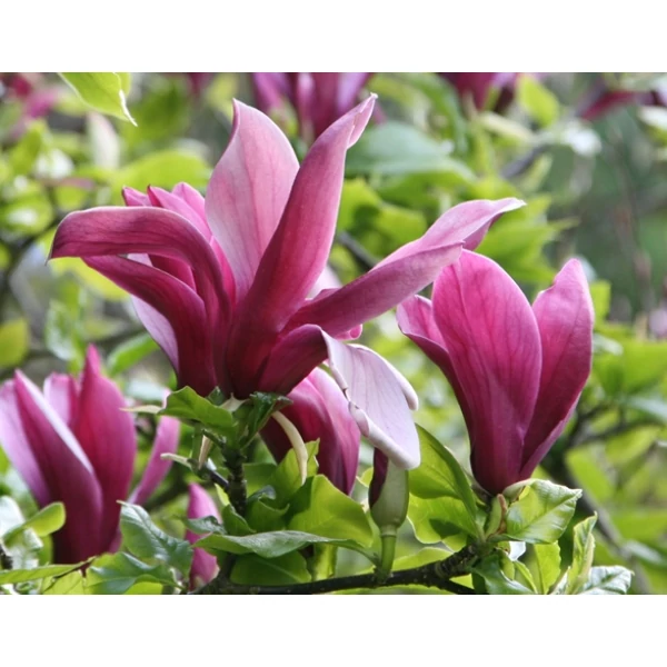 Bíborvörös liliomfa MAGNOLIA NIGRA  80/100*