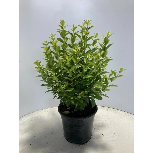 Nagylevelű fagyal LIGUSTRUM OVALIFOLIUM MIKI NAGYLEVELŰ 40/60 K3