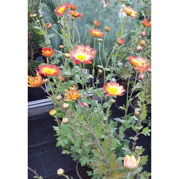 Őszi margitvirág CHRYSANTHEMUM INDICUM CS14