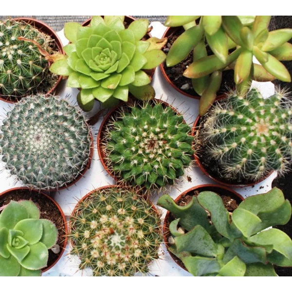 Kaktusz fajták  CACTUS MIX KERÁMIÁBAN CS10