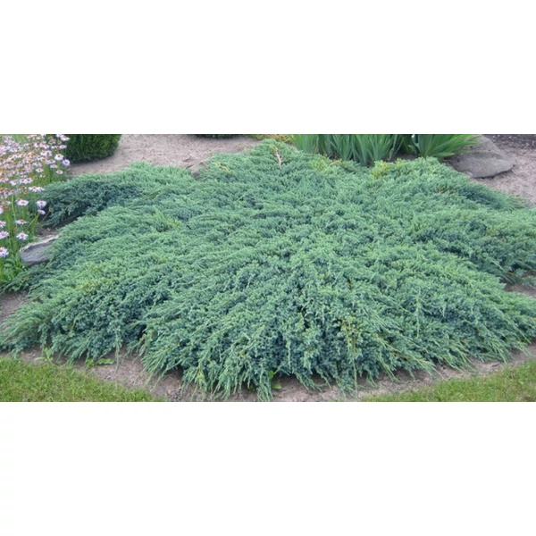 Kék kúszó boróka JUNIPERUS SQUAMATA BLUE CARPET 40/60*