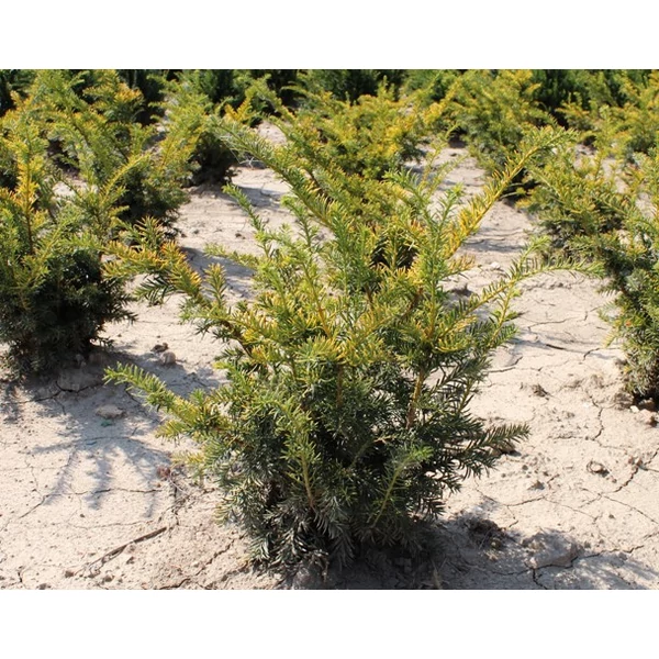 Sárga terülő tiszafa TAXUS BACCATA REPANDENS AUREA NYÍRT 20/40 K10