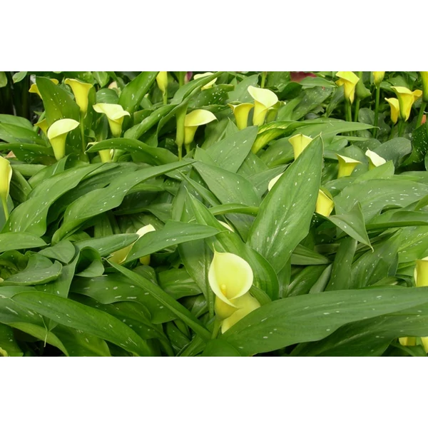 Kála ZANTEDESCHIA CSEREPES