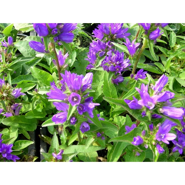 Csomós harangvirág CAMPANULA GLOMERATA JOAN ELLIOT CS14