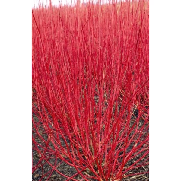 Fehér som   CORNUS ALBA SIBIRICA 60/80 K3