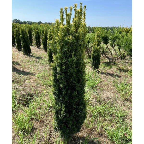Sárgalombú oszlopos tiszafa TAXUS BACCATA FASTIGIATA AUREA 80/100* 