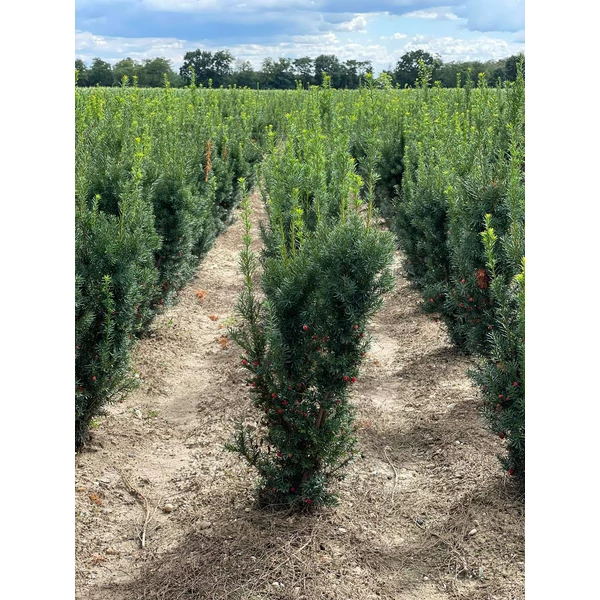 Oszlopos tiszafa TAXUS MEDIA HICKSII 125/150*