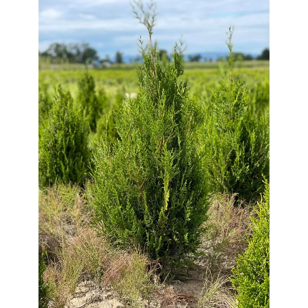 Óriás tuja THUJA PLICATA ATROVIRENS 100/125*