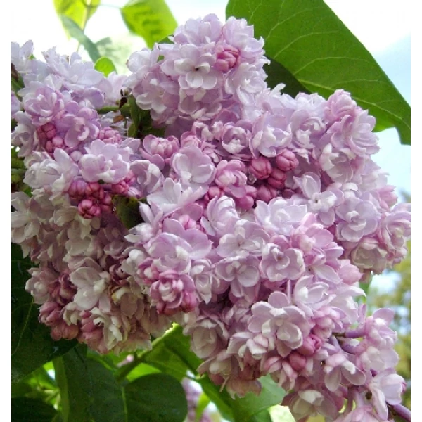 Közönséges orgona   SYRINGA VULGARIS BELLE DE NANCY MT K10