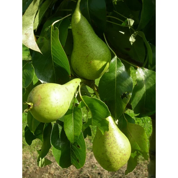 Conference körte PYRUS COMMUNIS CONFERENCE SZGY