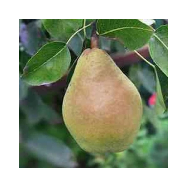 Hardy vajkörte PYRUS COMMUNIS HARDY VAJKÖRTE SZGY