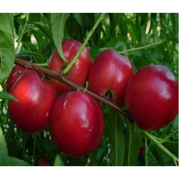 Andosa nektarin PRUNUS PERSICA NUCIPERSICA ANDOSA SZGY