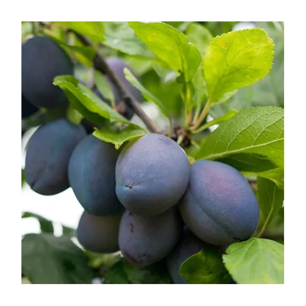 Stanley szilva PRUNUS DOMESTICA STANLEY SZGY