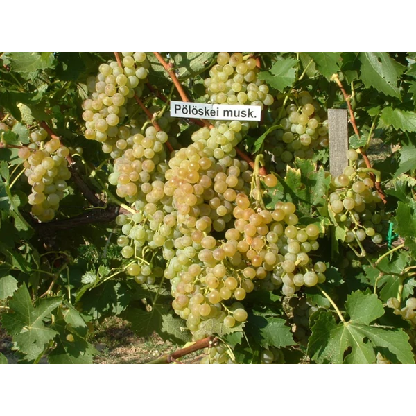 Pölöskei Muskotály csemegeszőlő VITIS VINIFERA PÖLÖSKEI MUSKOTÁLY R (CSEMEGE) SZGY