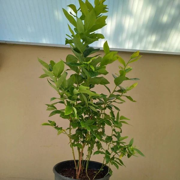 Kék áfonya VACCINIUM CORYMBOSUM BLUEJAY 40/60 K5