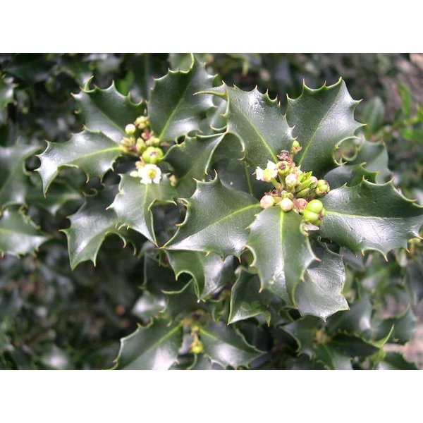 Kékeslevelű magyal   ILEX MESERVEAE BLUE PRINCE 30/40 K3