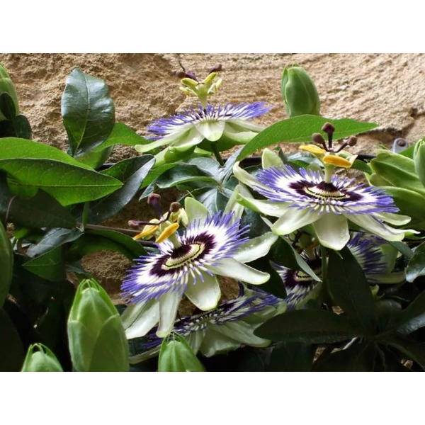 Golgotavirág   PASSIFLORA EDULIS (MARACUJA) PIRAMIS 70CM K5