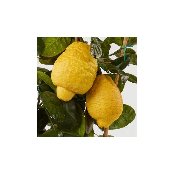 Óriás citrom  CITRUS CEDRO MAXIMA T1/4 70/80 K5 (CITROMSÁRGA CSERÉP)