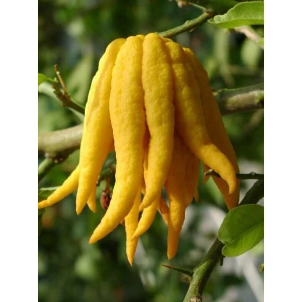 Buddha keze  CITRUS MEDICA MANO DI BUDDHA T1/4 70/80 K5 (CITROMSÁRGA CSERÉP)