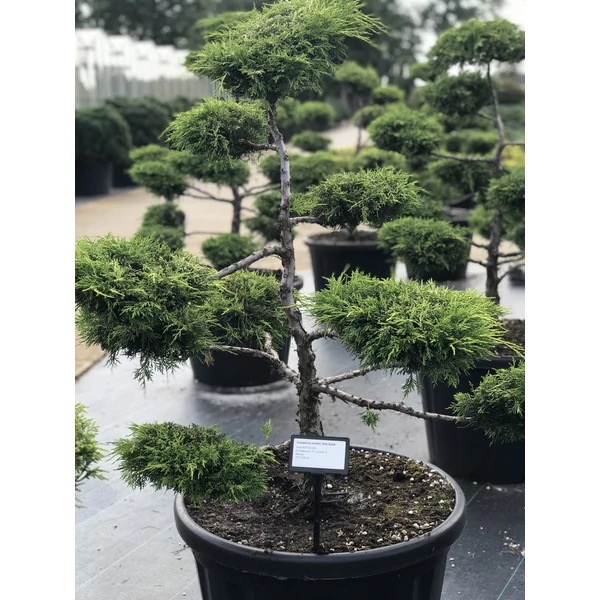 Arany boróka bonsai  JUNIPERUS MEDIA OLD GOLD BONSAI 80/100 K80