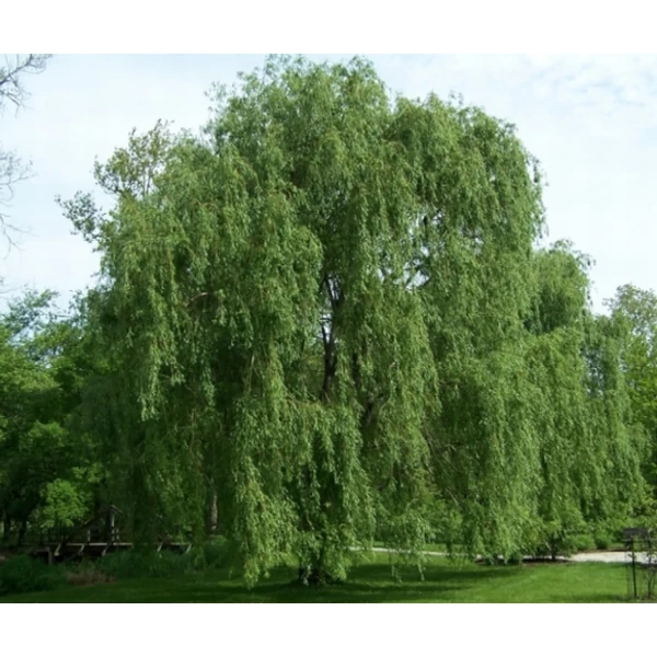 Szomorúfűz    SALIX ALBA TRISTIS 150/180 K8