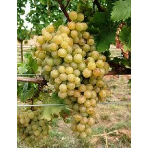 Zalagyöngye borszőlő VITIS VINIFERA ZALAGYÖNGYE (BOR, FEHÉR) KONTÉNERES