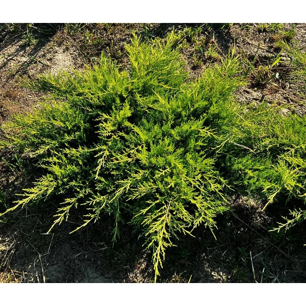 Arany terülő boróka JUNIPERUS MEDIA OLD GOLD 60/80*