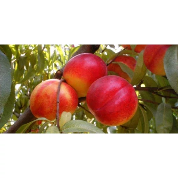 Fantasia nektarin PRUNUS PERSICA NUCIPERSICA FANTASIA SZGY