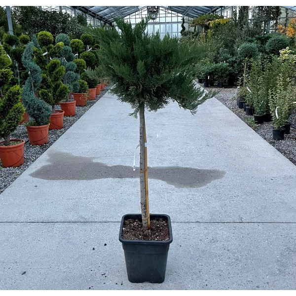 Nehézszagú boróka   JUNIPERUS SABINA TAMARISCIFOLIA T1/2 K14