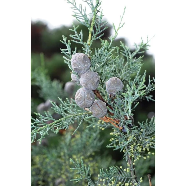 Oszlopos, kék arizoniai ciprus CUPRESSUS ARIZONICA FASTIGIATA GÖMB 50/60 K45