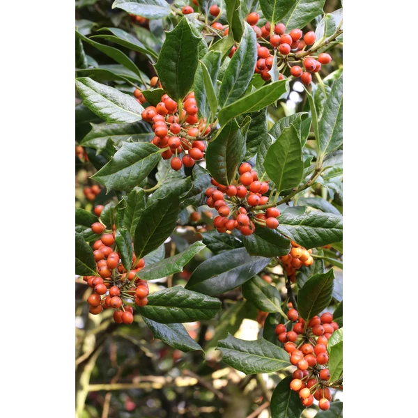 Közönséges magyal   ILEX MUTCHAGARA NELLIE R. STEVENS KÚP 225/250 K90