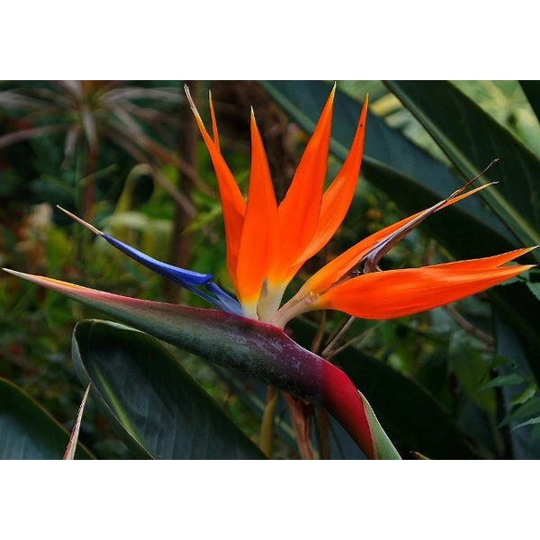 Papagájvirág STRELITZIA REGINAE K9