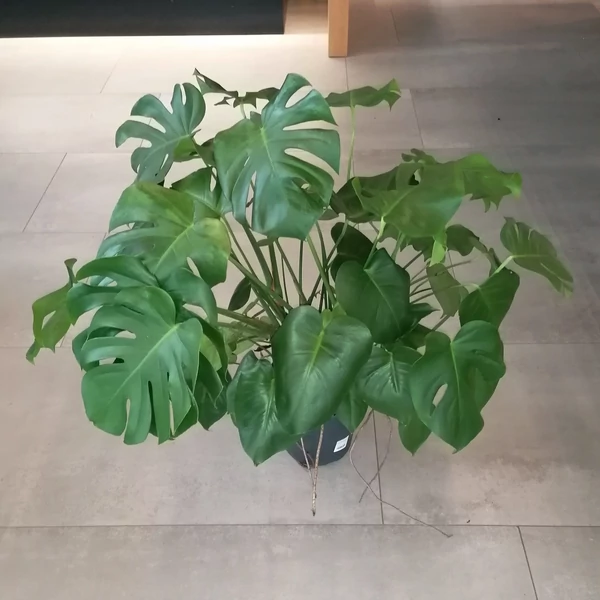 Könnyezőpálma MONSTERA DELICIOSA CS24  