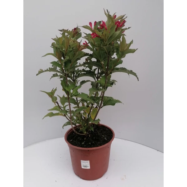 Rózsalonc WEIGELA FLORIDA RED PRINCE K5