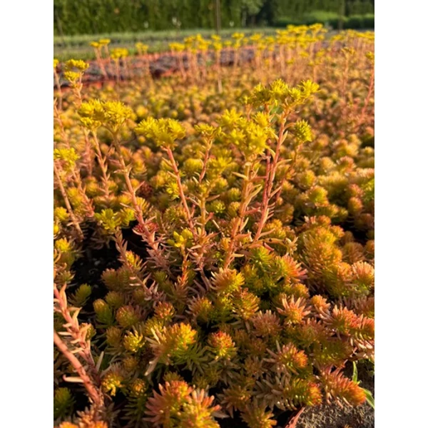 Varjúháj SEDUM REFLEXUM PRIMA ANGELINA CS15