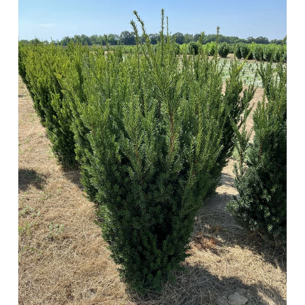 Oszlopos tiszafa TAXUS MEDIA HILLII 100/125*