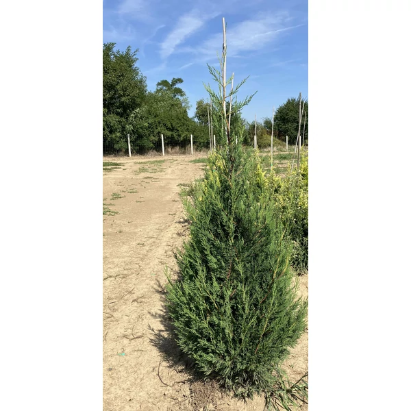 Leyland ciprus CUPRESSOCYPARIS LEYLANDII '2001' 125/150*