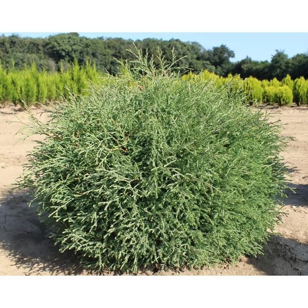Törpe gömb tuja  THUJA OCCIDENTALIS MR. BOWLING BALL 40/60 K25