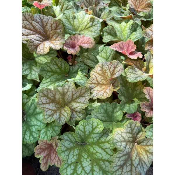 Tűzeső HEUCHERA CS14