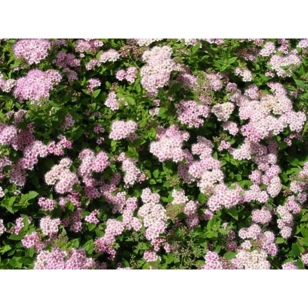 Japán gyöngyvessző   SPIRAEA JAPONICA LITTLE PRINCESS K2