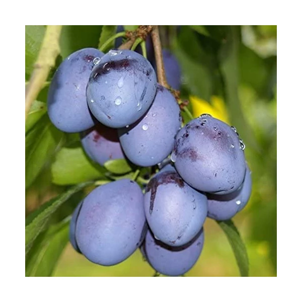 Topfirst szilva PRUNUS DOMESTICA TOPFIRST K10