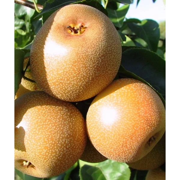 Hosui japán körte PYRUS PYRIFOLIA HOSUI SZGY