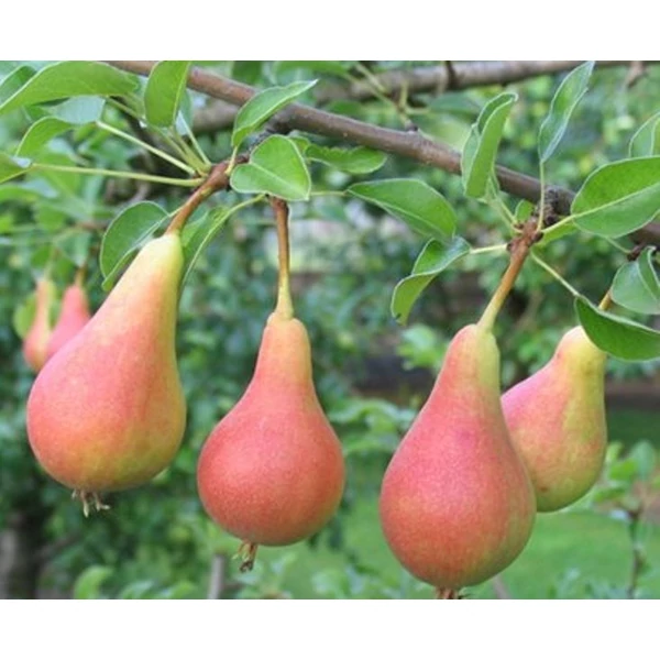 Mirandino Rosso körte PYRUS COMMUNIS MIRANDINO ROSSO SZGY