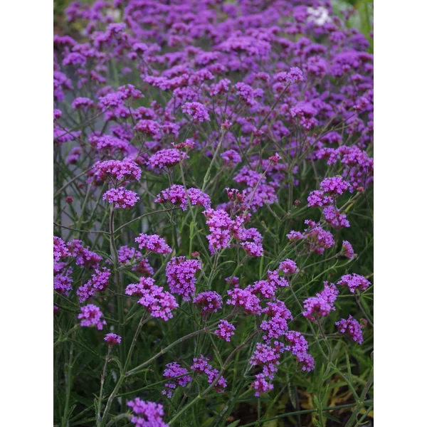 Ernyős verbéna, vasfű VERBENA BONARIENSIS CS13