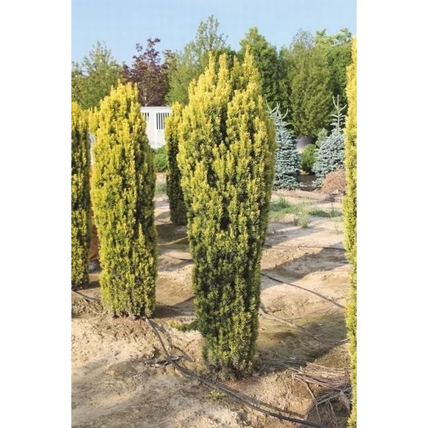 Sárgalombú oszlopos tiszafa TAXUS BACCATA FASTIGIATA AUREA 60/80*